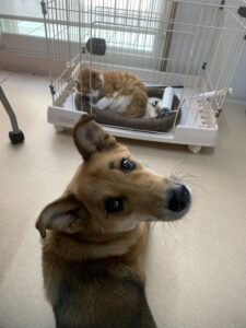 新しい仲間がふえました