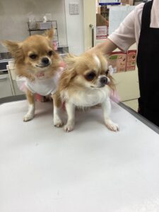 かわいいこたち(⋈◍>◡<◍)。✧♡きました♡