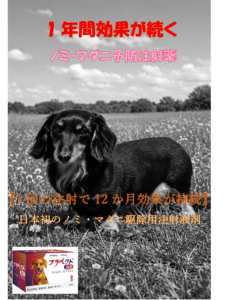 わんちゃんに朗報!日本初!!